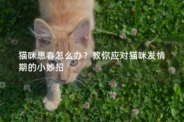 貓咪思春怎么辦？教你應(yīng)對貓咪發(fā)情期的小妙招